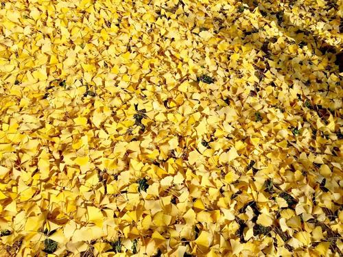 銀杏千年，等候的是秋的思念