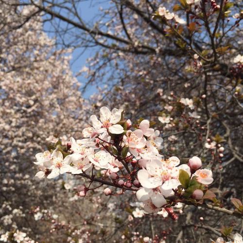 假如我是一株桃花