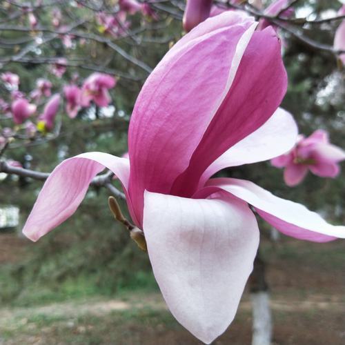 走近春天尋覓花開