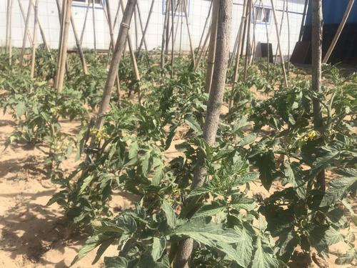 陜煤建設(shè)洗選煤運營公司小保當(dāng)運營項目部打造沙漠中的“綠色農(nóng)場”