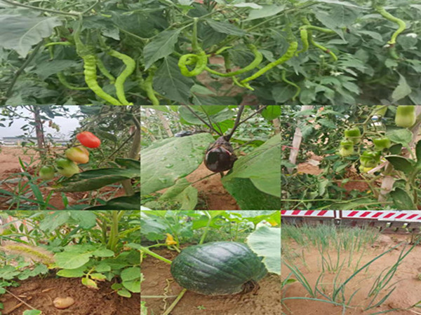 陜煤建設(shè)咸陽(yáng)分公司第九項(xiàng)目部：碩果累累的“菜園子”，滿滿當(dāng)當(dāng)?shù)摹安嘶@子”