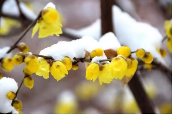  你那里下雪了嗎
