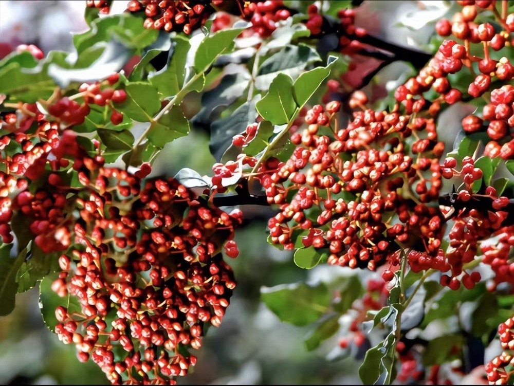  椒香溢韓城，福澤潤民心
