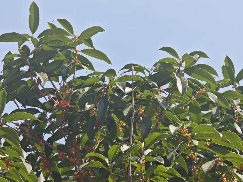 滿城桂花香，最是秋意濃