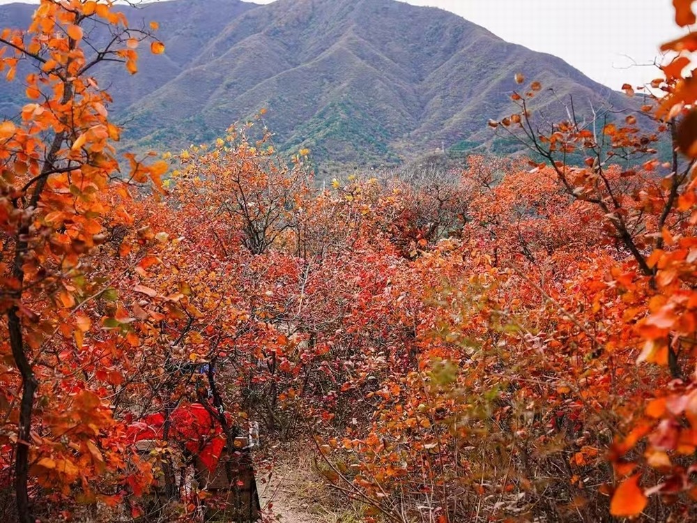 紅葉燃情，歷史鑄魂