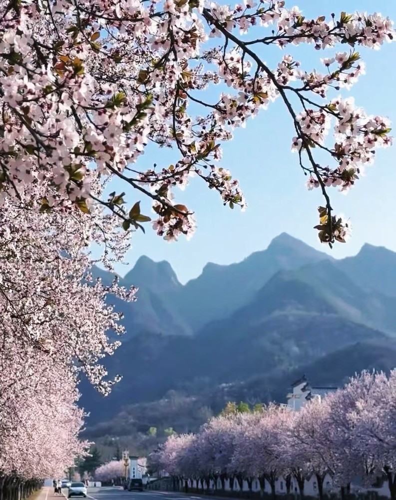 邂逅春櫻，期許四季