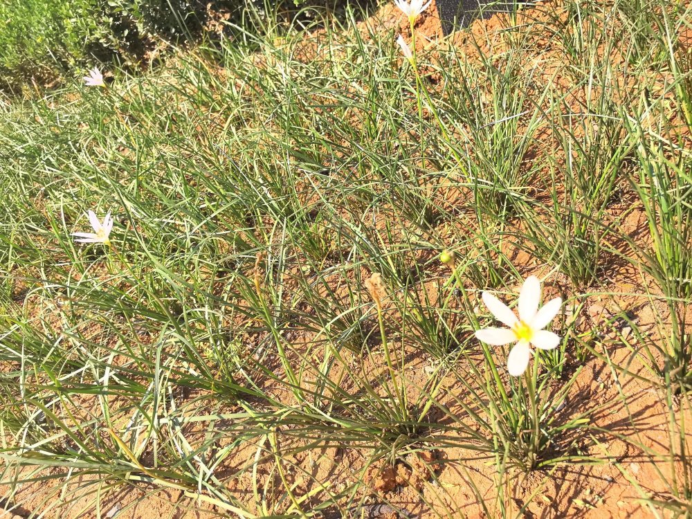 電廠花開時(shí)，奮斗自成章